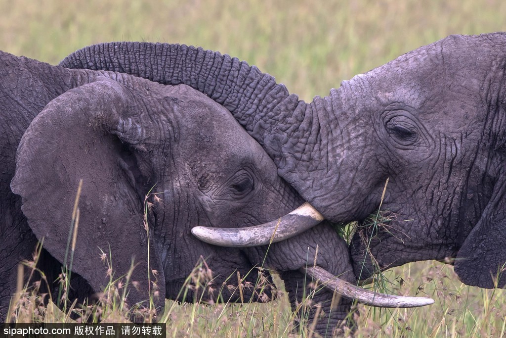 “520”愛(ài)不僅要說(shuō)出來(lái) 盤(pán)點(diǎn)動(dòng)物實(shí)力秀愛(ài)意