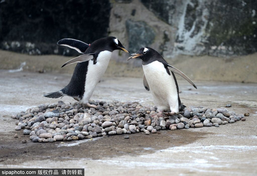 “520”愛不僅要說出來 盤點(diǎn)動物實(shí)力秀愛意