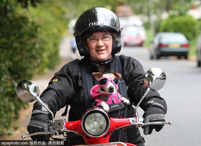 帶上汪星人去兜風 主人為愛犬打造摩托車安全背帶