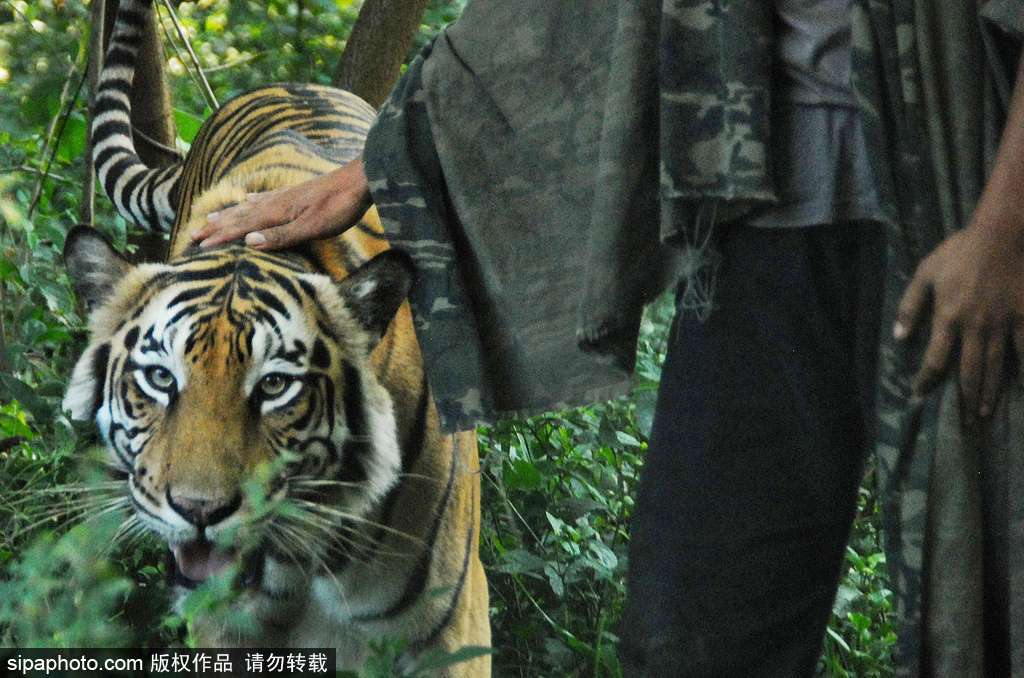 人與自然相處模式 印尼男子養(yǎng)老虎親密無間