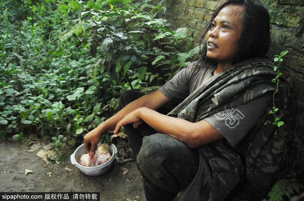 人與自然相處模式 印尼男子養(yǎng)老虎親密無間