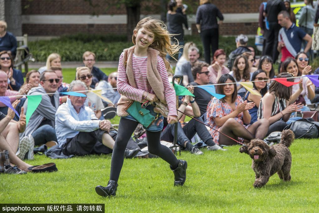 英國(guó)倫敦舉行“內(nèi)殿學(xué)院”狗狗展 超萌汪星人搞笑來(lái)襲