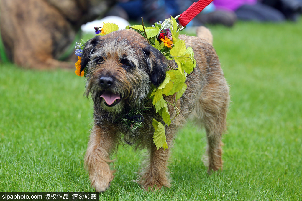 英國(guó)倫敦舉行“內(nèi)殿學(xué)院”狗狗展 超萌汪星人搞笑來(lái)襲