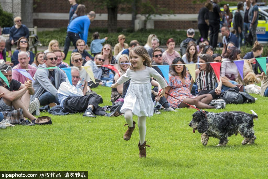 英國倫敦舉行“內殿學院”狗狗展 超萌汪星人搞笑來襲