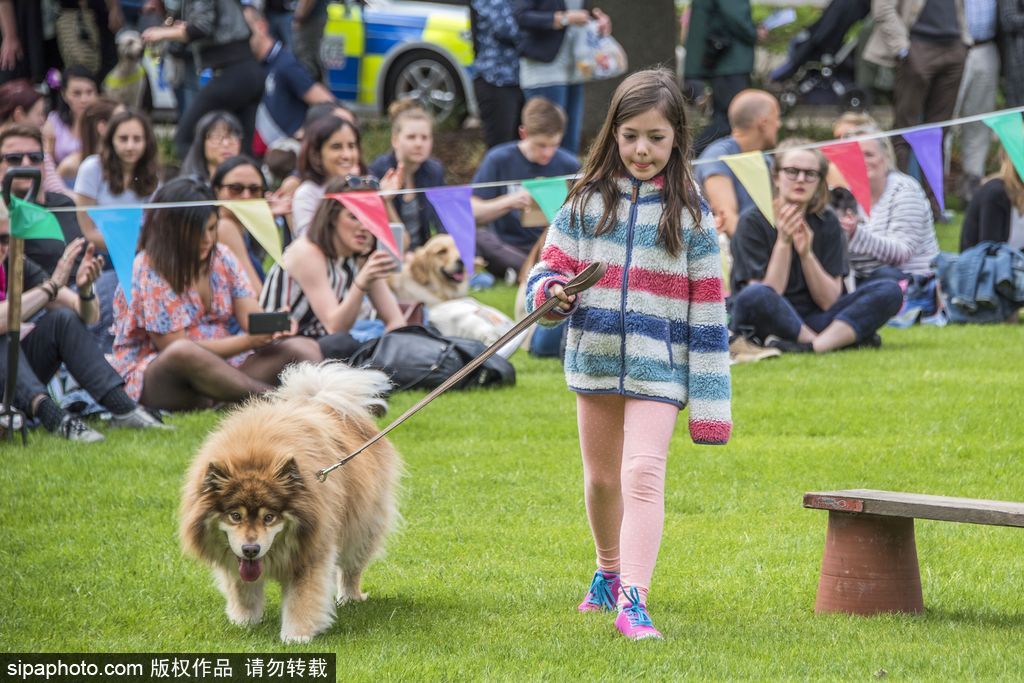 英國倫敦舉行“內(nèi)殿學(xué)院”狗狗展 超萌汪星人搞笑來襲