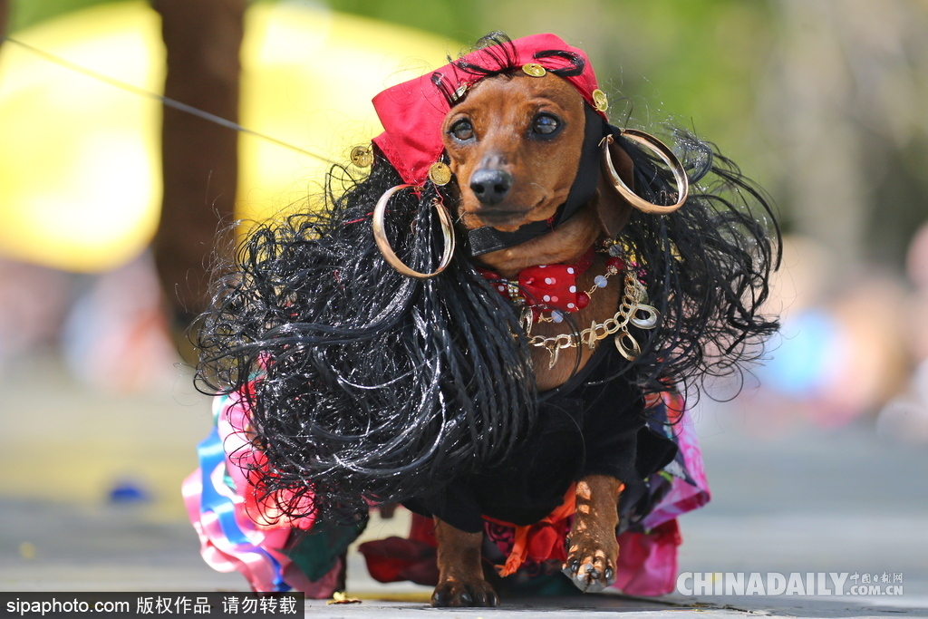俄羅斯舉行臘腸犬游行活動(dòng) 可愛狗狗上演“時(shí)裝秀”