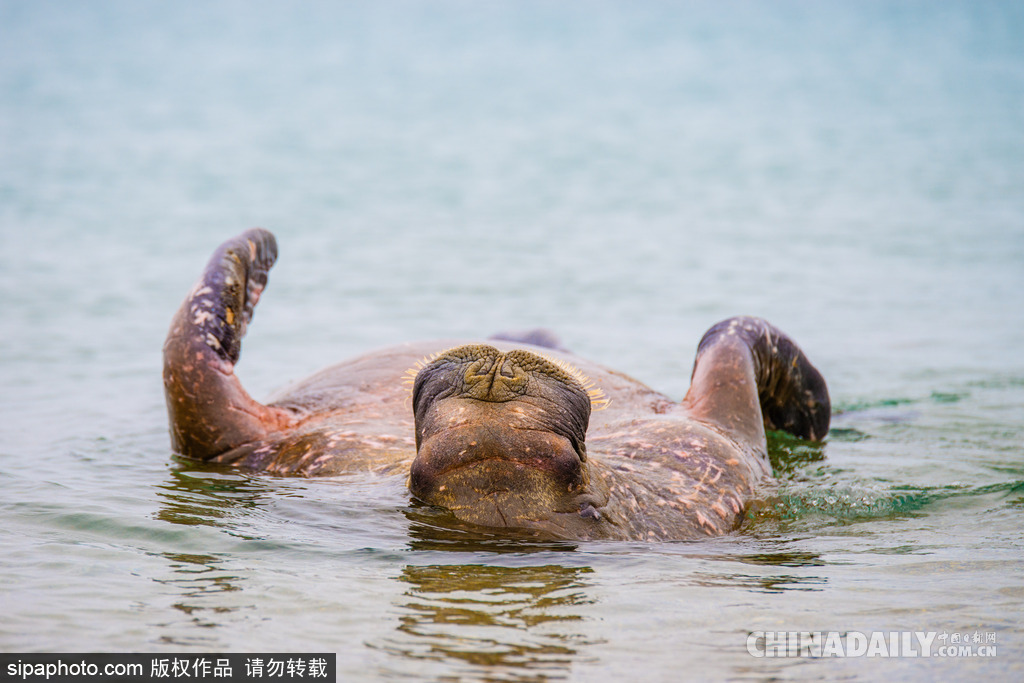 唯美如高清壁紙 攝影師實(shí)拍世界各地野生動(dòng)物