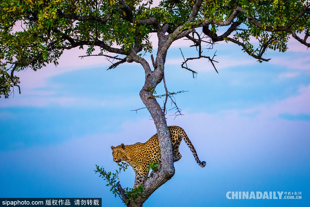 唯美如高清壁紙 攝影師實拍世界各地野生動物