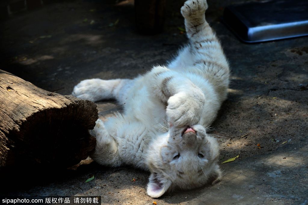 山東青島：罕見熊虎和平共處 小白虎對準(zhǔn)鏡頭做表情包