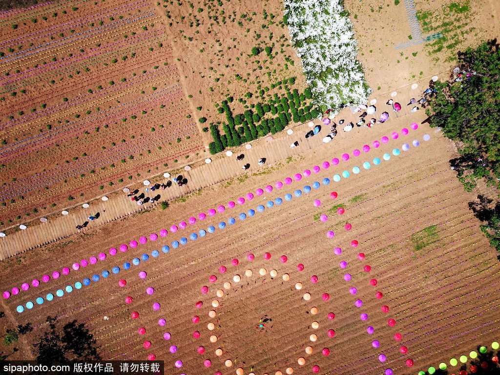 河南：數萬風車裝扮七彩大地場面壯觀震撼