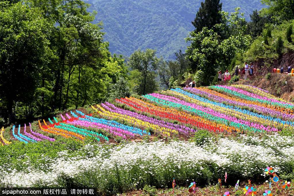 河南：數(shù)萬風(fēng)車裝扮七彩大地場面壯觀震撼