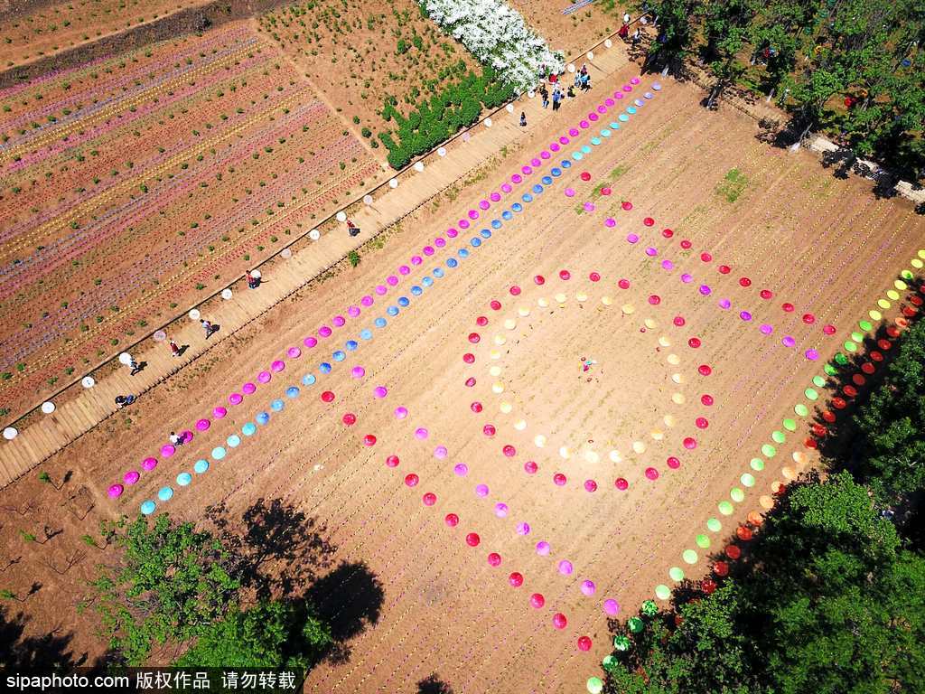 河南：數萬風車裝扮七彩大地場面壯觀震撼