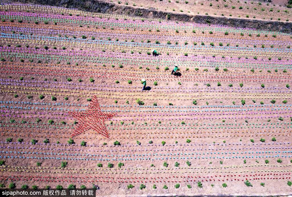 河南：數(shù)萬風(fēng)車裝扮七彩大地場面壯觀震撼