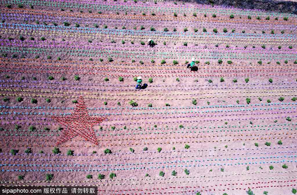 河南：數(shù)萬(wàn)風(fēng)車(chē)裝扮七彩大地場(chǎng)面壯觀震撼