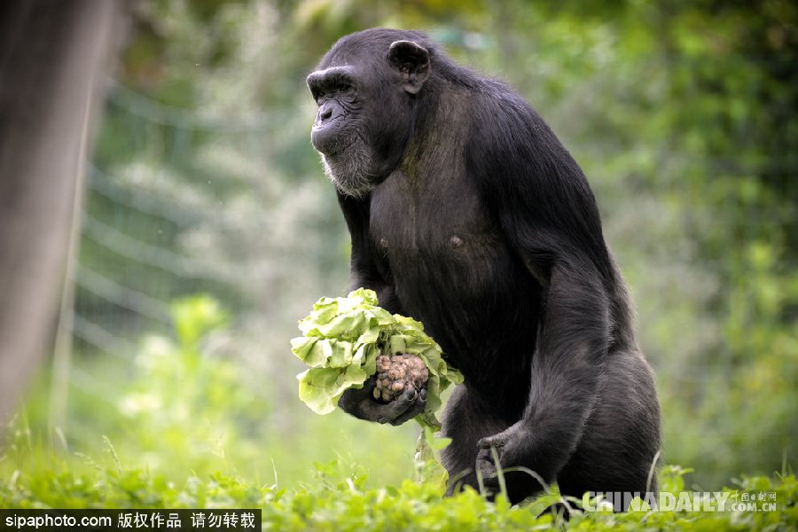 能耐了！捷克動物園黑猩猩直立行走采摘食物有模有樣