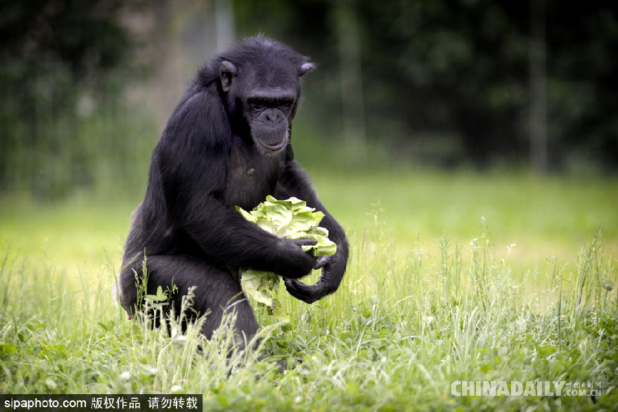 能耐了！捷克動物園黑猩猩直立行走采摘食物有模有樣