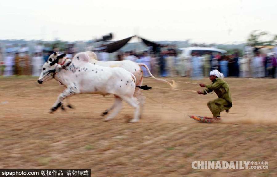 巴基斯坦舉行耕牛犁地大賽 場(chǎng)面激烈