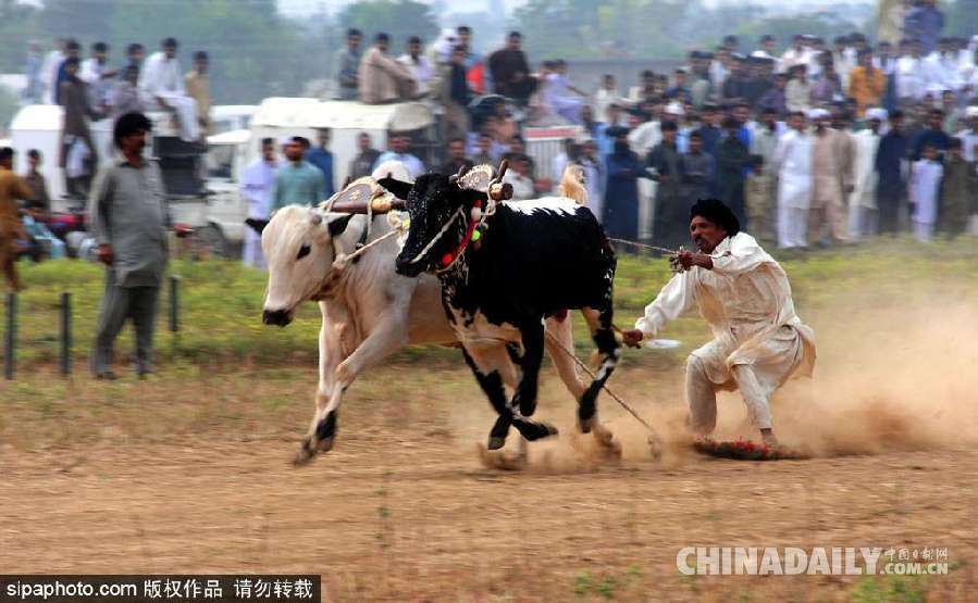 巴基斯坦舉行耕牛犁地大賽 場(chǎng)面激烈