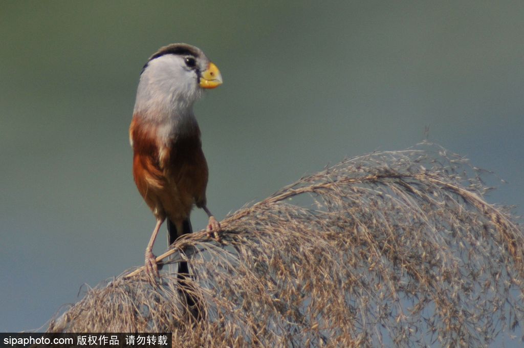活化石“鳥中熊貓”——震旦鴉雀 落戶青島入海口濕地