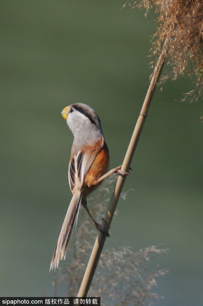 活化石“鳥中熊貓”——震旦鴉雀 落戶青島入海口濕地