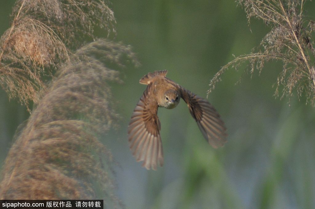 活化石“鳥中熊貓”——震旦鴉雀 落戶青島入?？跐竦?/></p>

<p>2017年6月1日，山東青島，數量在10只以上、全球瀕危的“鳥中熊貓”震旦鴉雀在青島市白沙河入?？跐竦仃懤m被發現。圖為生活在蘆葦叢中的震旦鴉雀。</p>
</div>

<div width=
