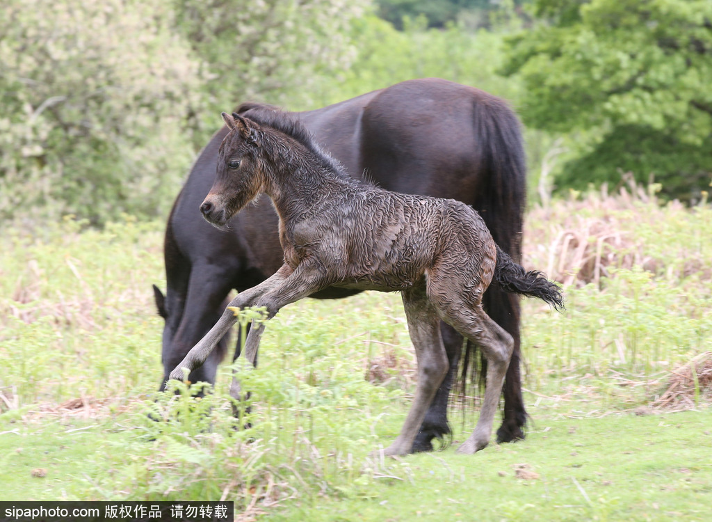 英國(guó)：剛出生小馬駒高溫難耐 河中打滾降溫樂壞了