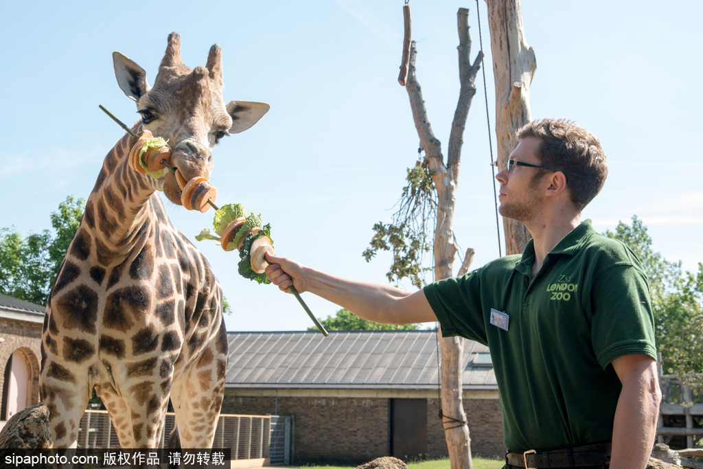 倫敦動物園長頸鹿吃巨型蔬菜串 可愛呆萌