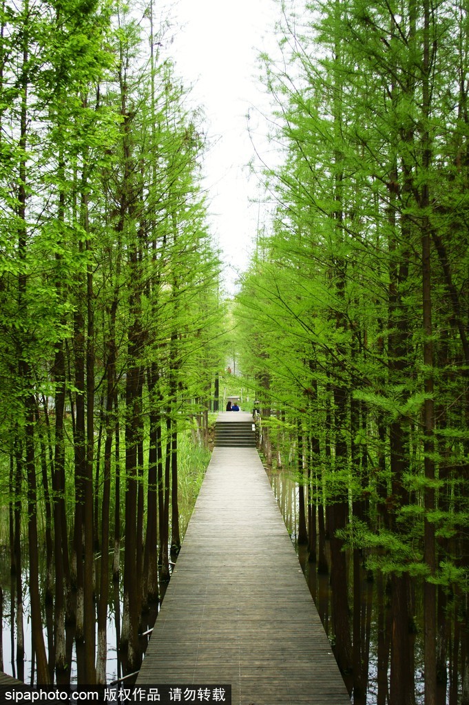 世界環境日 盤點國內絕美濕地風光