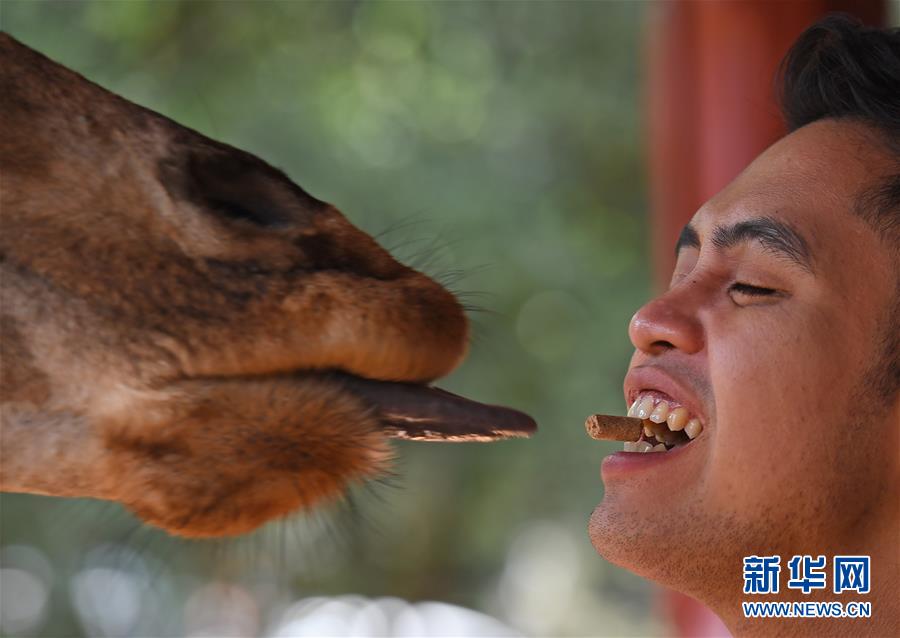 “親吻”長頸鹿