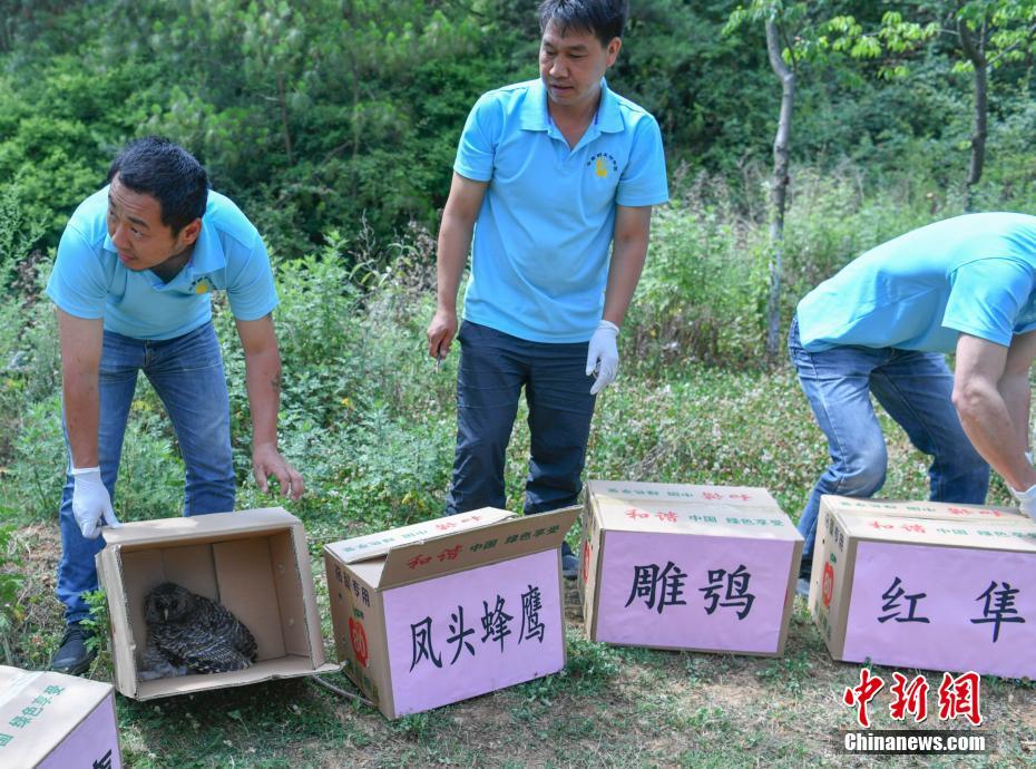 云南266頭(只)野生動物被放歸自然