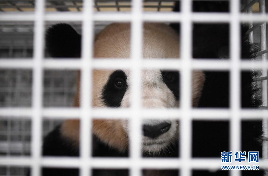 三只旅日大熊貓順利返回家鄉(xiāng)成都