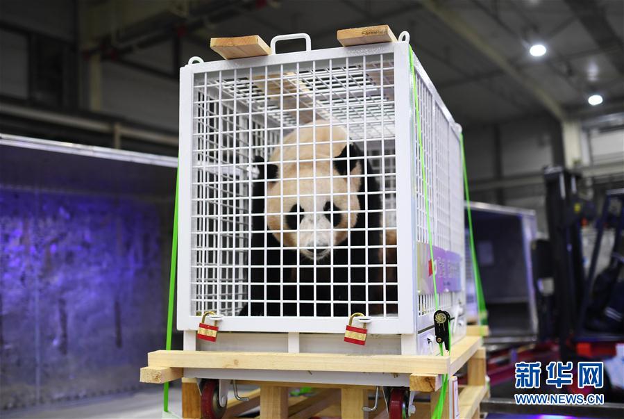 三只旅日大熊貓順利返回家鄉(xiāng)成都