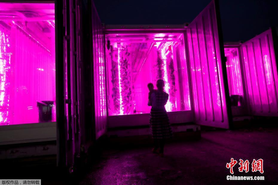 紐約科技范集裝箱農場 通過光控種植蔬菜