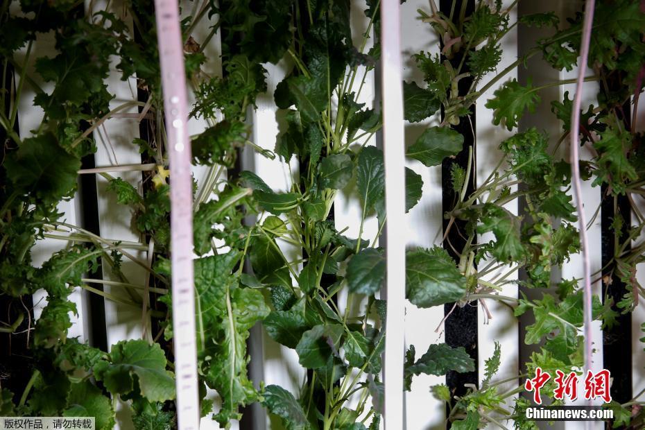 紐約科技范集裝箱農(nóng)場(chǎng) 通過(guò)光控種植蔬菜