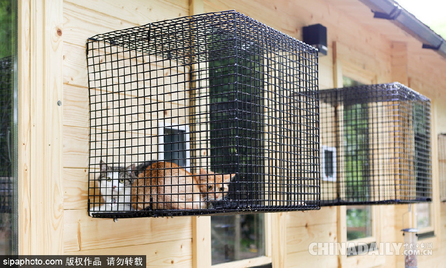 英國(guó)現(xiàn)超豪華貓舍旅館 電視美食spa樣樣俱全