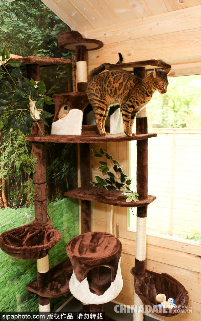 英國(guó)現(xiàn)超豪華貓舍旅館 電視美食spa樣樣俱全