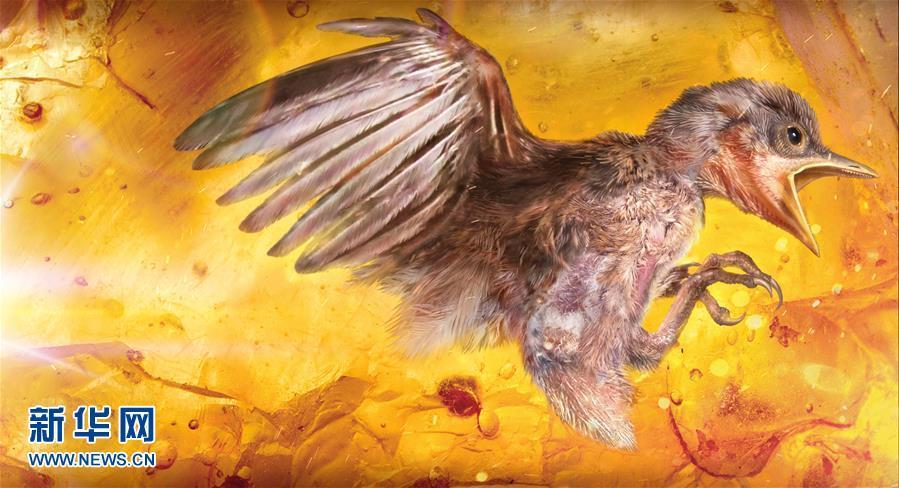 科學(xué)家首次在琥珀中發(fā)現(xiàn)雛鳥標(biāo)本