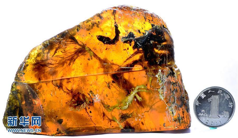 科學(xué)家首次在琥珀中發(fā)現(xiàn)雛鳥標(biāo)本