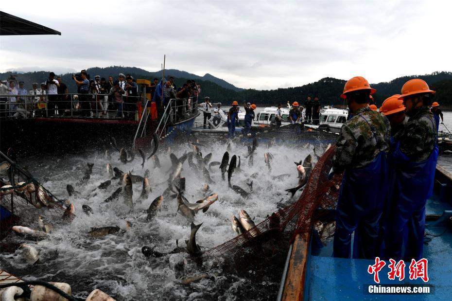 浙江千島湖再現(xiàn)“巨網(wǎng)捕魚” 萬魚起躍堪稱盛景