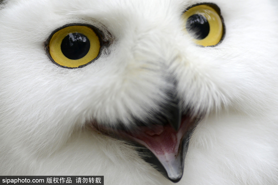 天生愛笑 捷克動物園里的雪鸮“笑瞇瞇”呆萌可愛