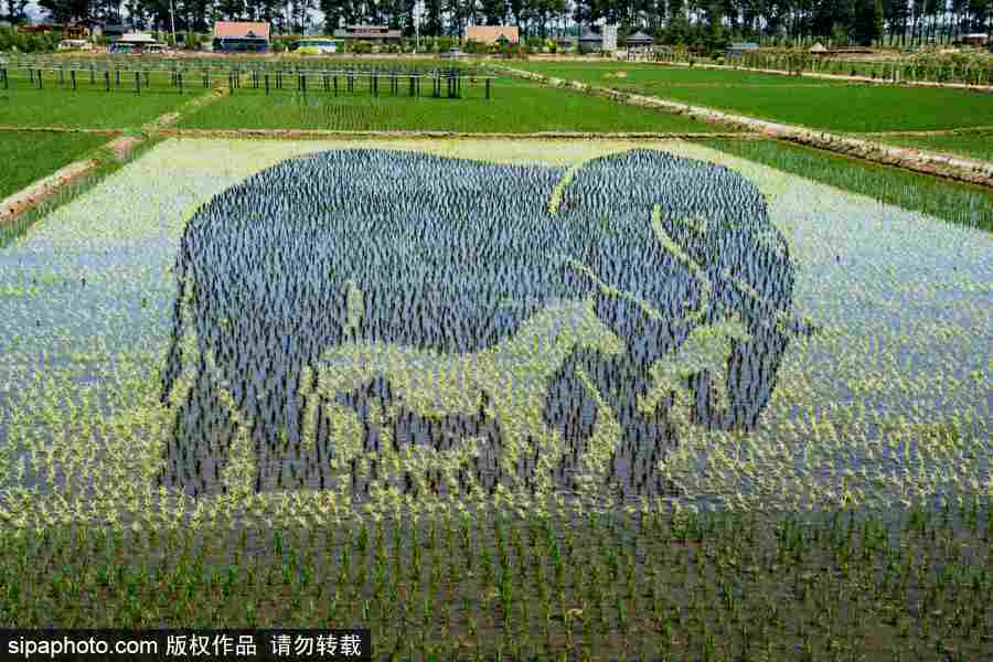 沈陽巨幅3D稻田畫進入觀賞期 “龍圖騰”“天女散花”震撼亮相