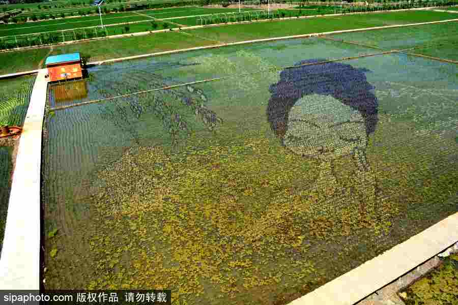 沈陽巨幅3D稻田畫進入觀賞期 “龍圖騰”“天女散花”震撼亮相