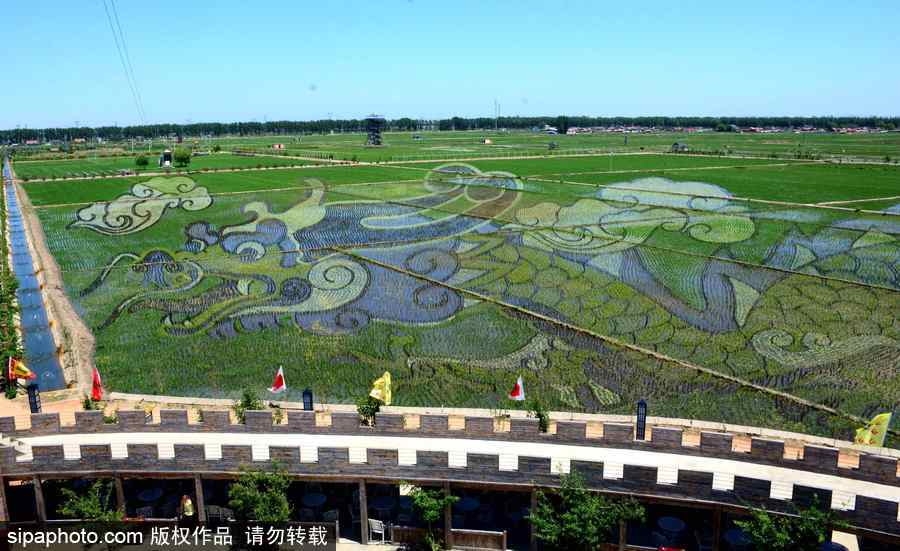 沈陽巨幅3D稻田畫進(jìn)入觀賞期 “龍圖騰”“天女散花”震撼亮相