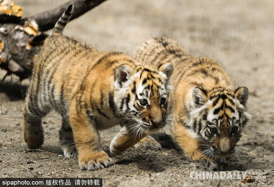 俄羅斯動物園里的西伯利亞虎幼崽 小家伙虎頭虎腦超呆萌