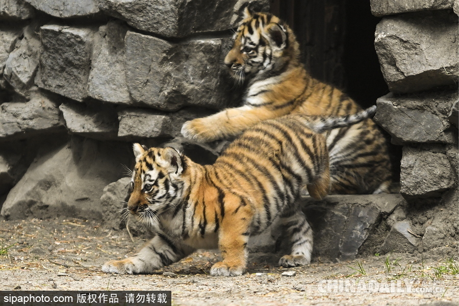 俄羅斯動物園里的西伯利亞虎幼崽 小家伙虎頭虎腦超呆萌
