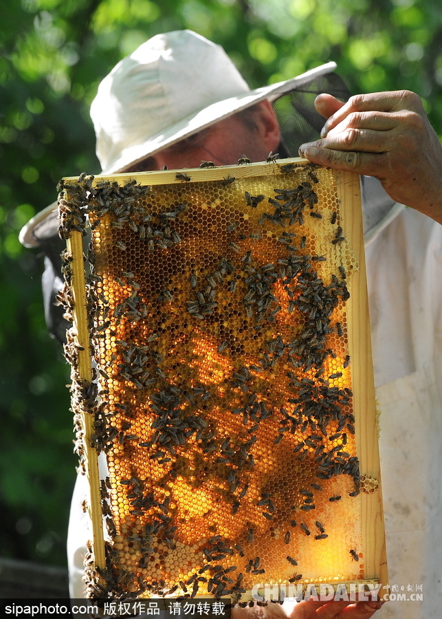 深山里的原生態(tài)蜂蜜 探訪白俄羅斯養(yǎng)蜂農(nóng)場