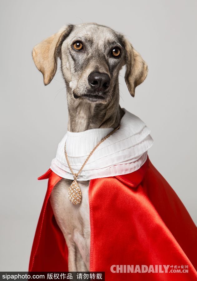 網(wǎng)紅范十足 盤點動物界選手“人模人樣”