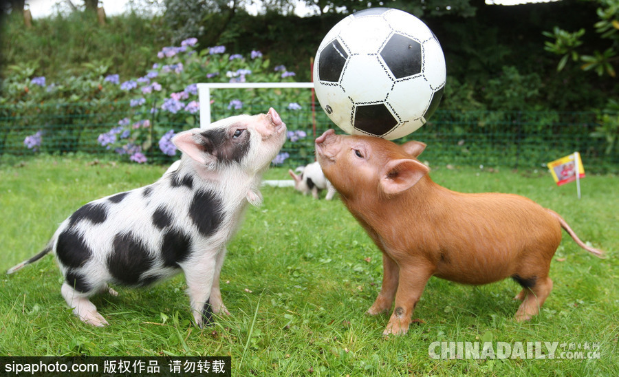 網(wǎng)紅范十足 盤點動物界選手“人模人樣”