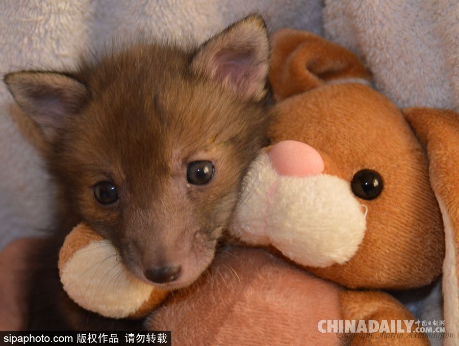 網(wǎng)紅范十足 盤點(diǎn)動(dòng)物界選手“人模人樣”