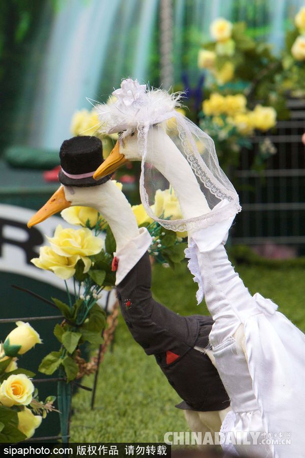 網(wǎng)紅范十足 盤點(diǎn)動(dòng)物界選手“人模人樣”